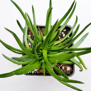 May include: A green succulent plant with long, thin leaves growing in a black plastic pot. The plant has several small, green buds.