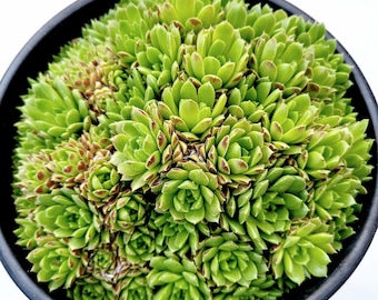 Sempervivum 'Cornelia' Succulent Plant