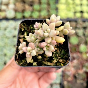 Graptoveria &#39;Mirinae&#39; [Fragile] Succulent Plant