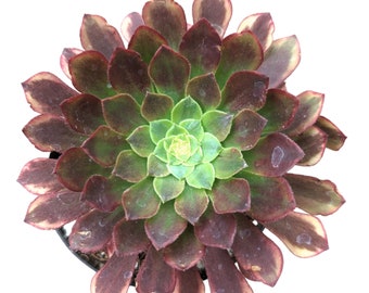 Aeonium 'Fiesta' Succulent Plant