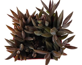 Orostachys fimbriata Succulent Plant