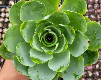 Greenovia aurea Succulent Plant