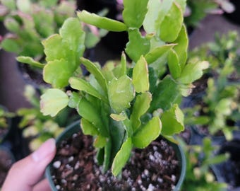 Schlumbergera x buckleyi Christmas Cactus