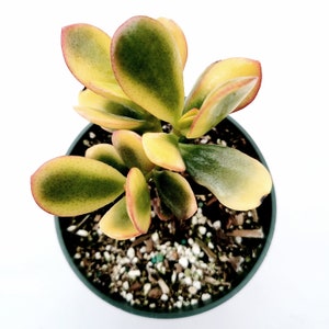 Crassula ovata &#39;Hummel&#39;s Sunset&#39; Golden Jade Variegated Succulent Plant