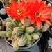 see more listings in the Cacti section