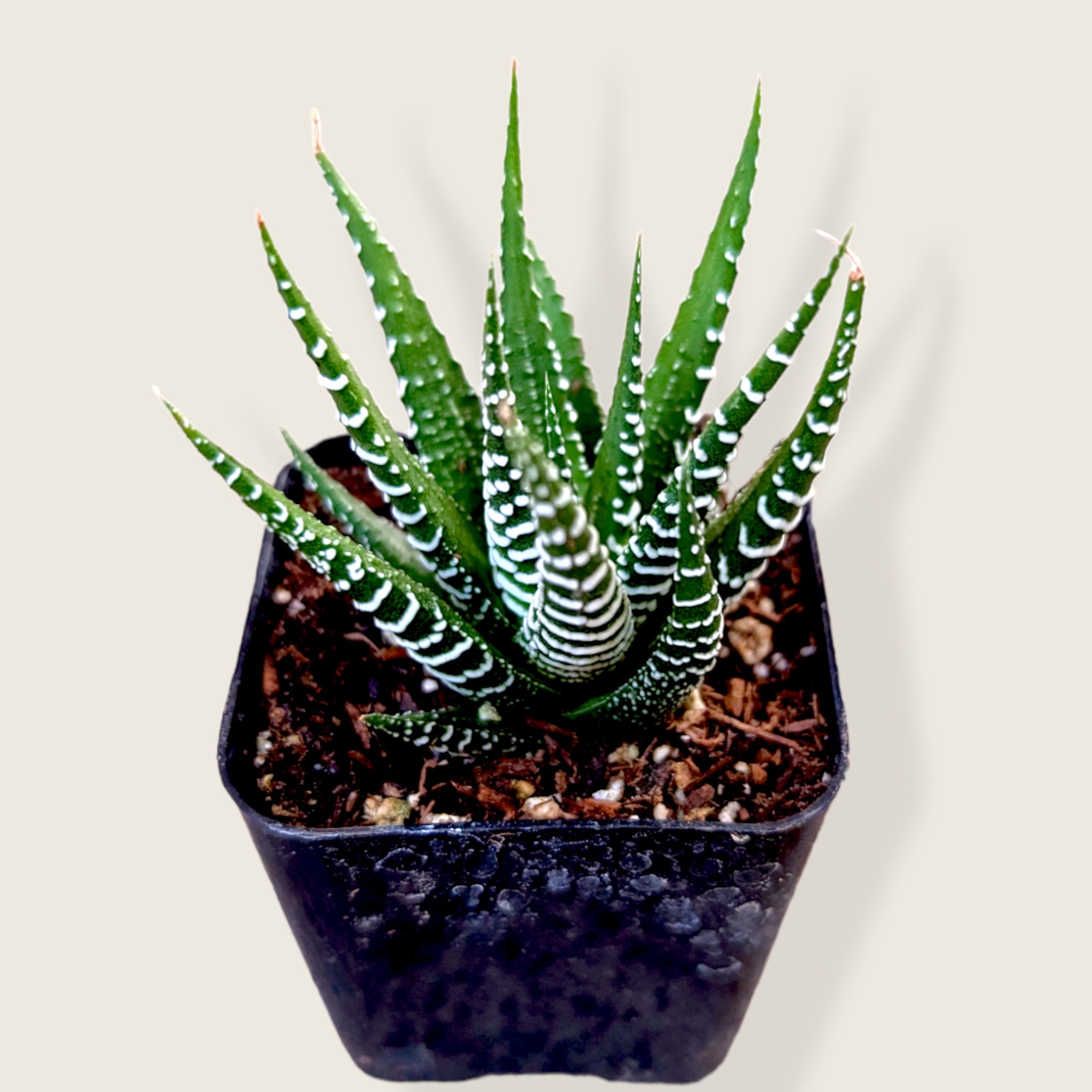 Zebra Aloe Plant - Etsy