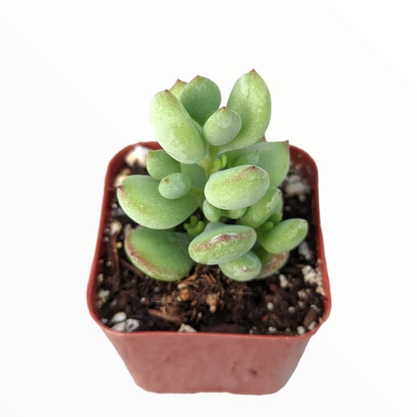 Cotyledon pendens 'Cliff Cotyledon' Succulent Plant