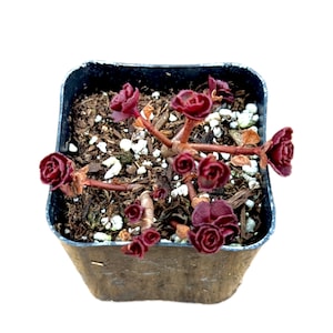 Sedum spurium 'Dragon's Blood' Succulent Plant