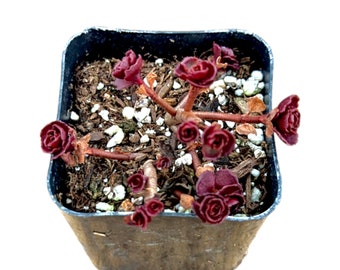 Sedum spurium 'Dragon's Blood' Succulent Plant