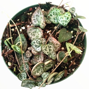 Ceropegia woodii String of Hearts Succulent Plant