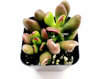 Crassula ovata 'ET's Fingers' Jade Succulent Plant