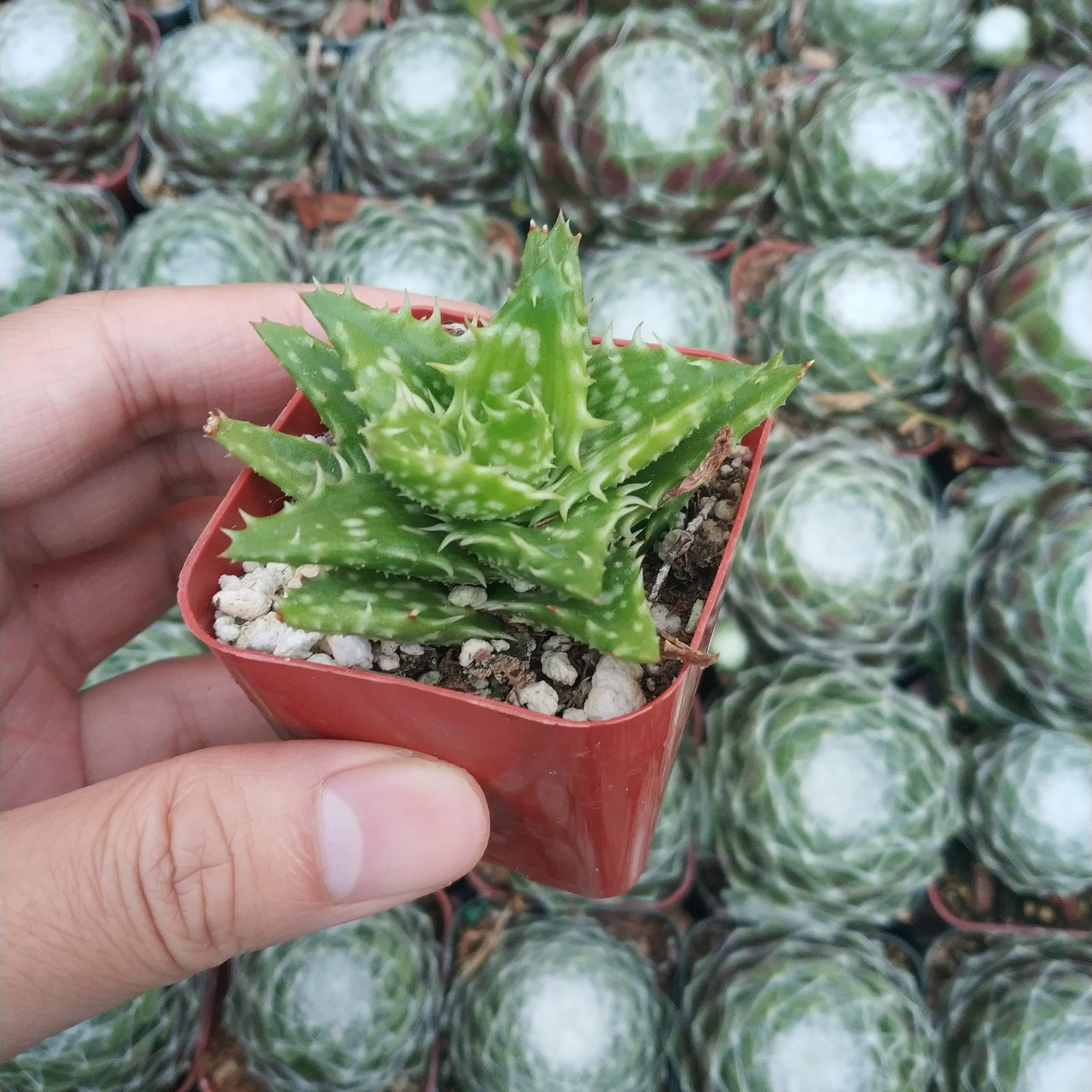 sovita aloe vera gel SNP Aloe Vera Soothing Gel 300G – Sasa Global eShop main image 0