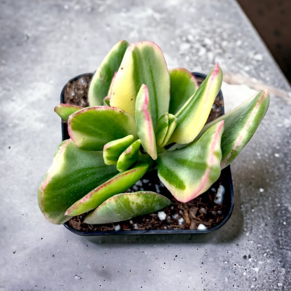 Crassula argentea 'Money Tree' Variegata Succulent Plant