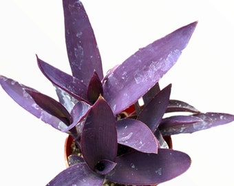 Tradescantia pallida 'Kartuz Giant' Purple Heart Wandering Dude Succulent Plant