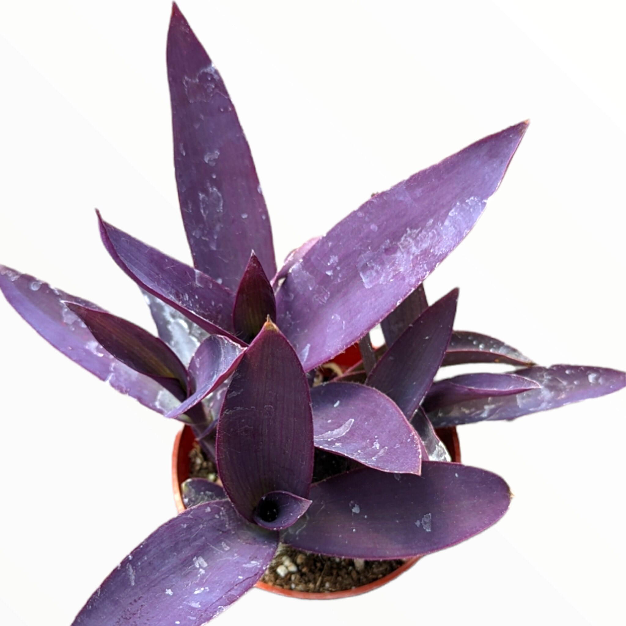 星河紫　PET 290円 Tradescantia Pallida 'kartuz Giant' Purple Heart Wandering Dude