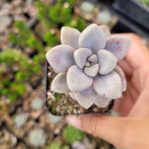 Graptopetalum Allen Succulent Plant