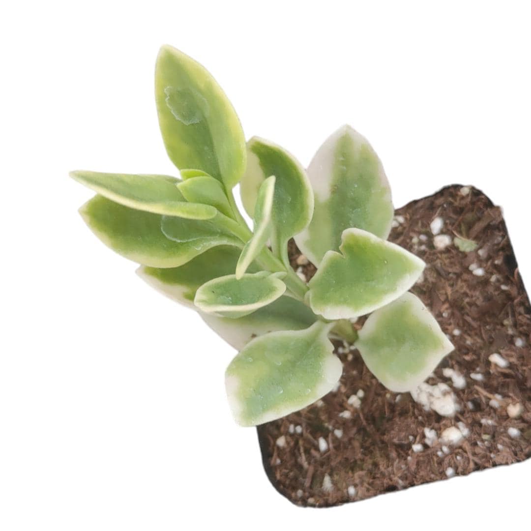 Aptenia cordifolia variegata Succulent Plant