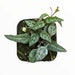 see more listings in the Succulents section