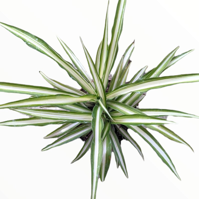 Chlorophytum comosum 'Spider Plant' Succulent Plant image 4