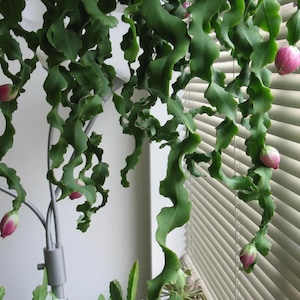 Epiphyllum Curly Locks, orquídea, cactus y planta suculenta