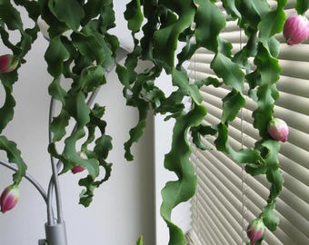 Epiphyllum Curly Locks Orchid Cactus Succulent Plant