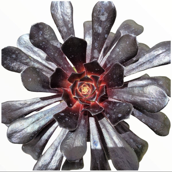 Aeonium arboreum 'Black Rose' Succulent Plant