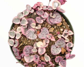 Ceropegia woodii Variegated String of Hearts Succulent Plant