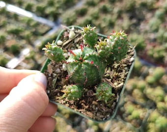 Euphorbia monstrose Succulent Plant