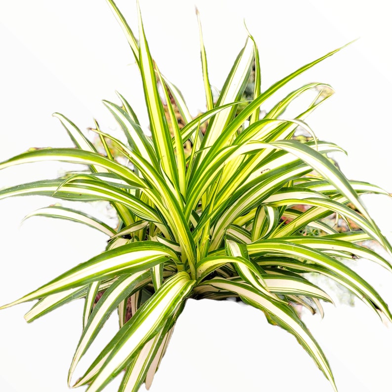 Chlorophytum comosum 'Spider Plant' Succulent Plant 6 Inch