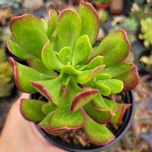 Sedum dendroideum - Tree Stonecrop Succulent Plant