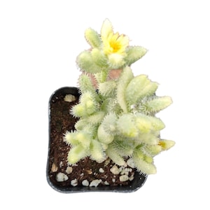May include: A small cactus plant with white, fuzzy stems and a single yellow flower growing in a black plastic pot.