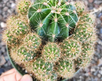 Echinobivia ‘Rainbow Bursts’ Cactus