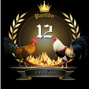 Gallo partido png