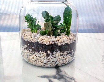 Plant terrarium, modern botanical housewarming gift, low maintenance house plant, indoor garden gift, easy office plant, Eco-Friendly Gift