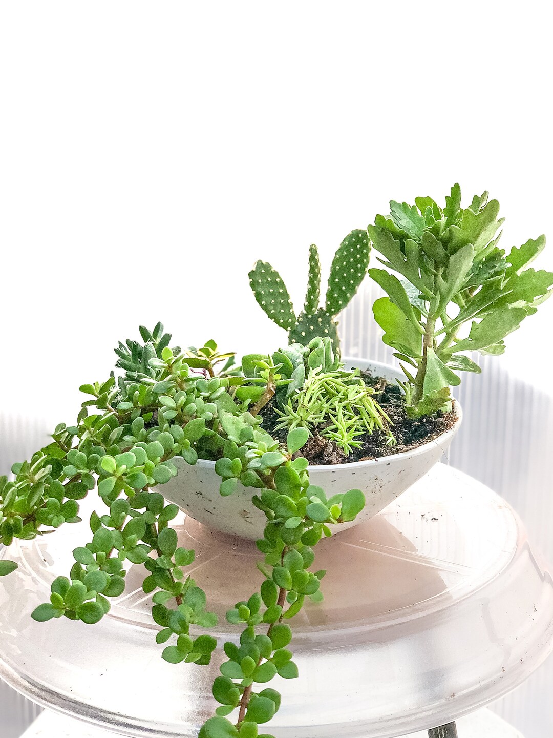 Cacti and Succulent Arrangement Easy Care Live Houseplants Etsy