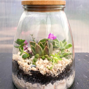 Self-sustaining plant Terrarium with lid, plant gift for mothers day, Housewarming gift, stationary desk decor, kitchen table spring decor