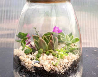 Self-sustaining plant Terrarium with lid, plant gift for mothers day, Housewarming gift, stationary desk decor, kitchen table spring decor