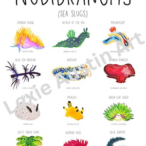 Nudibranchs Sea Slugs Poster – Printable Marine Life Chart, Ocean Science Wall Art, Digital Download Gift for Science Lovers