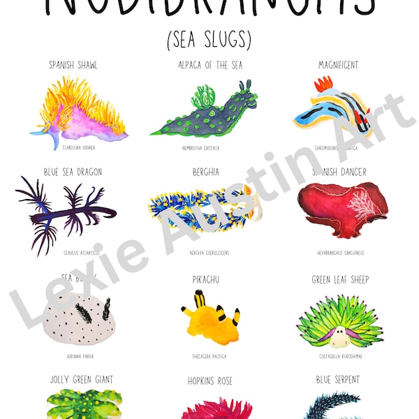 Téléchargement numérique - Affiche aquarelle de nudibranches (limaces de mer)