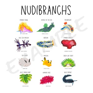 Nudibranchs Sea Slugs Poster Download – Colorful Marine Life Art, Ocean Creatures Printable, Sea Slug Chart, Marine Biology Wall Art