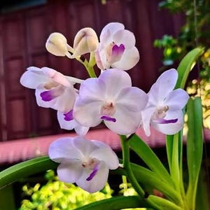 May include: A cluster of pale lavender and white orchid flowers with vibrant purple centers. The plant features several fully bloomed petals and unopened buds attached to green stems, with long, slender green leaves extending from the base.