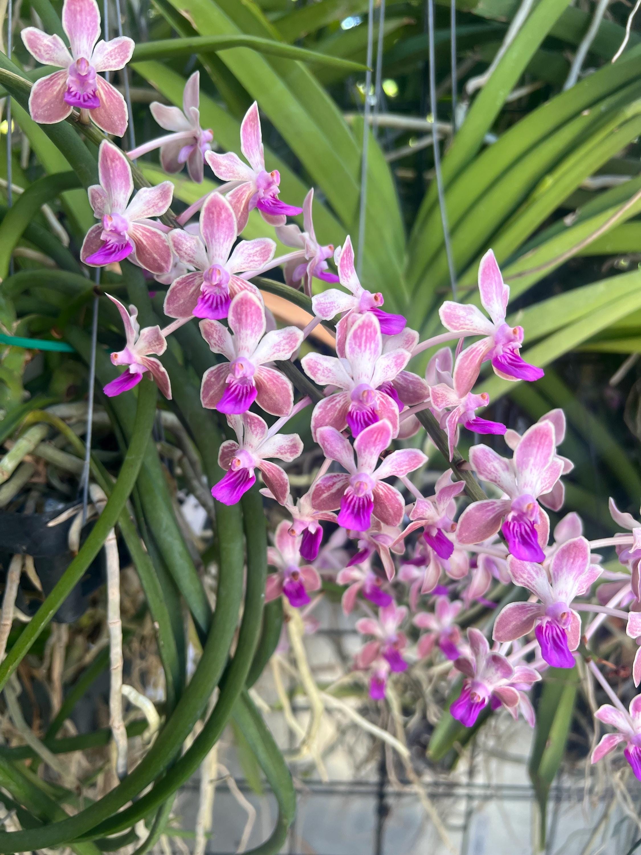 Exotic Vanda Orchid - Sedenfadenia Mitrata X Vanda Lamellata