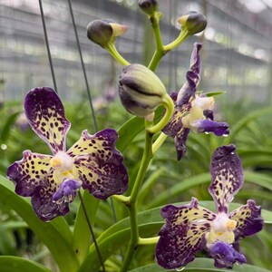 May include: A Vanda orchid plant featuring multiple blooms and buds on a green stem. The petals display a vibrant pattern of deep purple spots over a pale yellow background, with a small white and purple center. Water droplets cling to the petals.