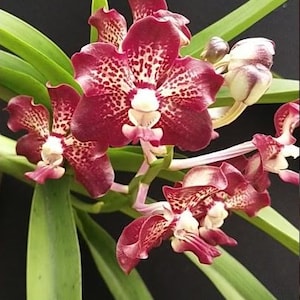 May include: A Vanda orchid plant featuring multiple deep burgundy flowers with white speckled patterns and a central white column. The plant has long, slender, bright green leaves extending from the base, with several unopened flower buds.