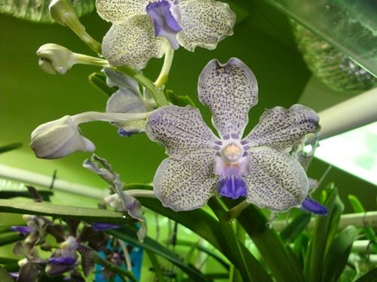 Vanda Double Rods Vanda Mimi Palmer Coerulea -double Plants/2 Orchids in One Basket ...