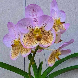 Vanda boonsern beauty orchid - blooming size    Option A