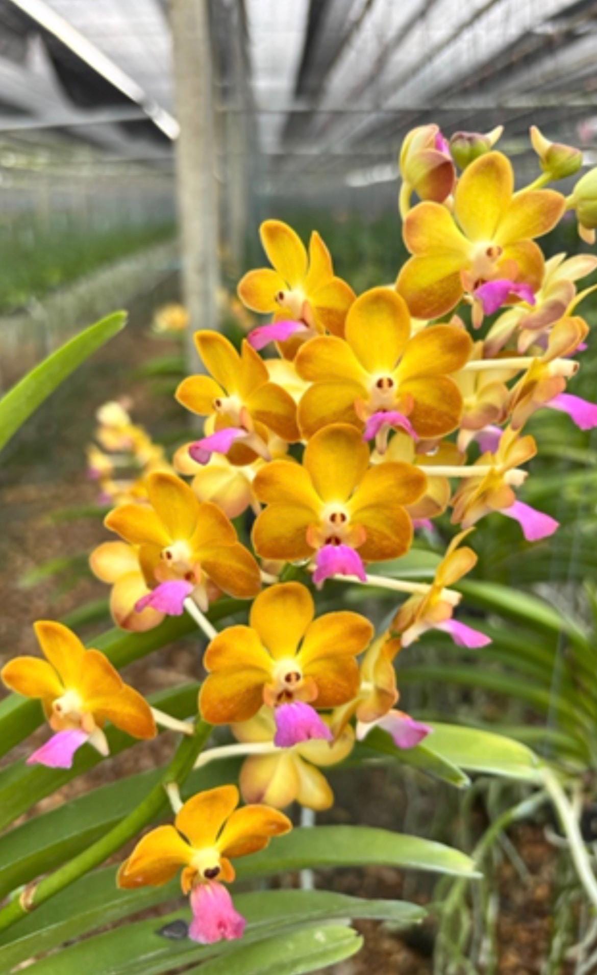 Vanda Suwannaphum Sunshine Purple Lip- Orchid Plant - Etsy