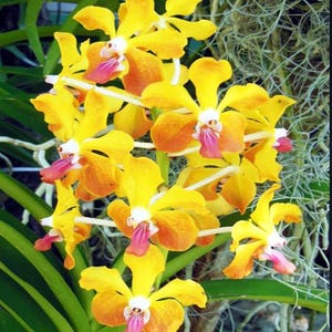 vanda lamellata x lawrence orchid plant