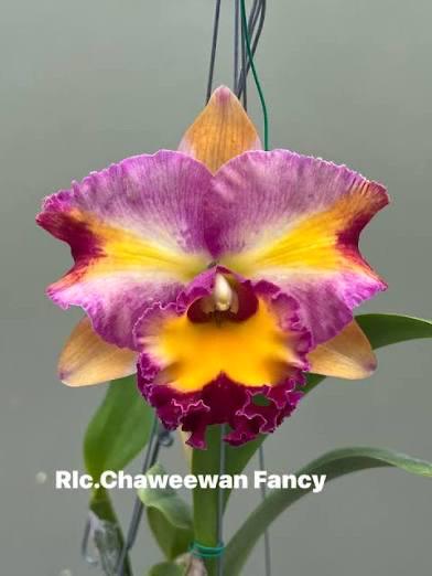 花ちやんLサイズ Cattleya Chaweewan Fancy - Blooming Size - Etsy