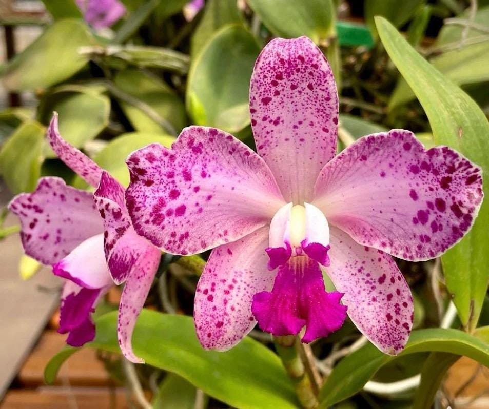 Cattleya Amethystoglossa Tipo (omega X Beta) X Orchidglade